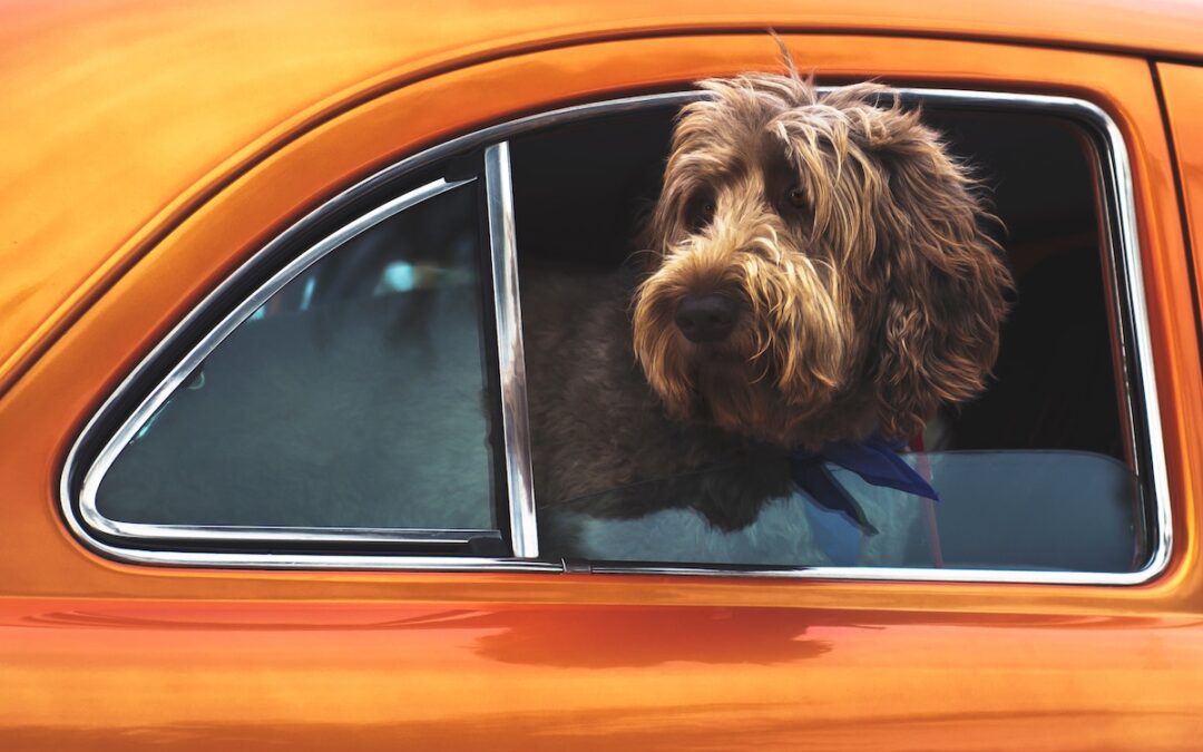Pets and privacy